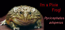 I'm a Pixie Frog! (Pyxicephalus adsperus)